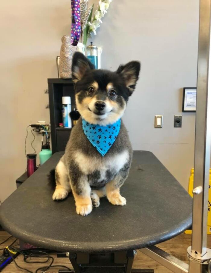 Figured I Should Show Off My Old Man Cooper Who I Took To Work And Gave Him A Well Deserved Spa Day He Loved It! Cooper Is 12 And The Best Lil Guy