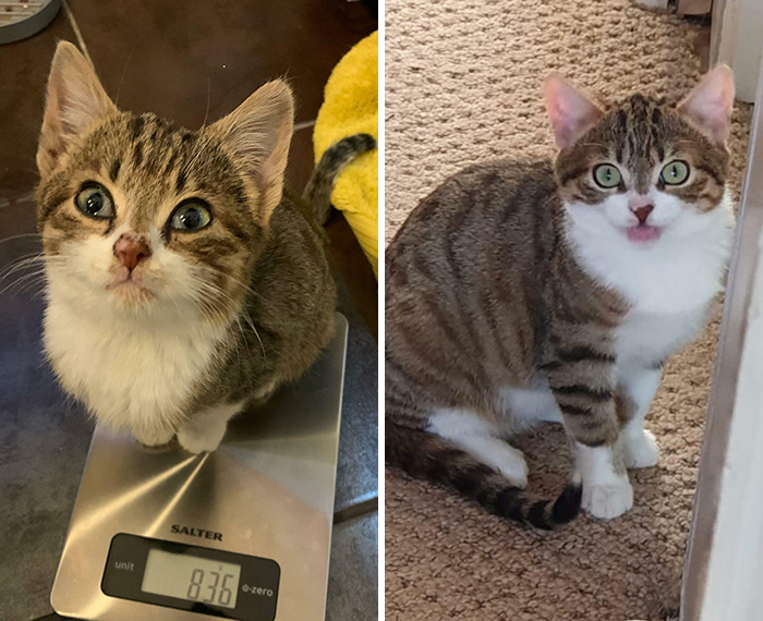 Wally Update Pt.2. He Chonkin’ Up Nicely