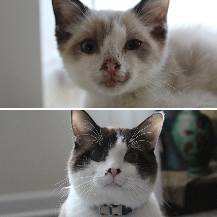 Found Him Sleeping Under A Parked Car. Now He Sleeps In My Bed Every Night