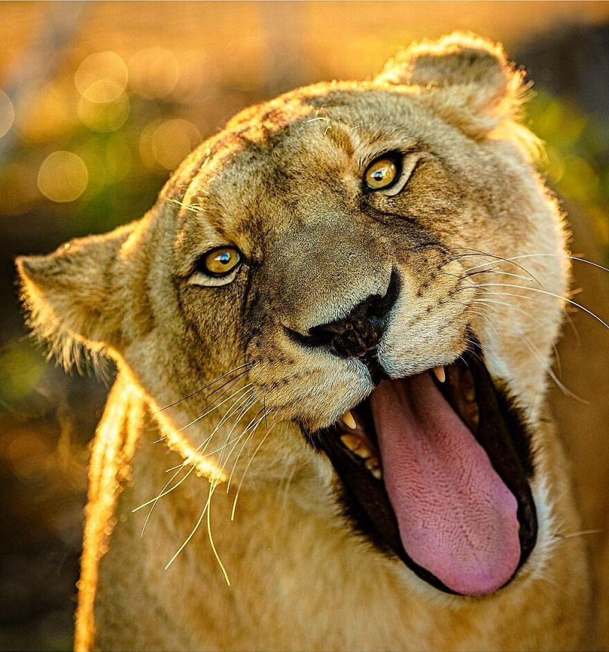 Wildlife-Photography-Lions-Simon-Needham