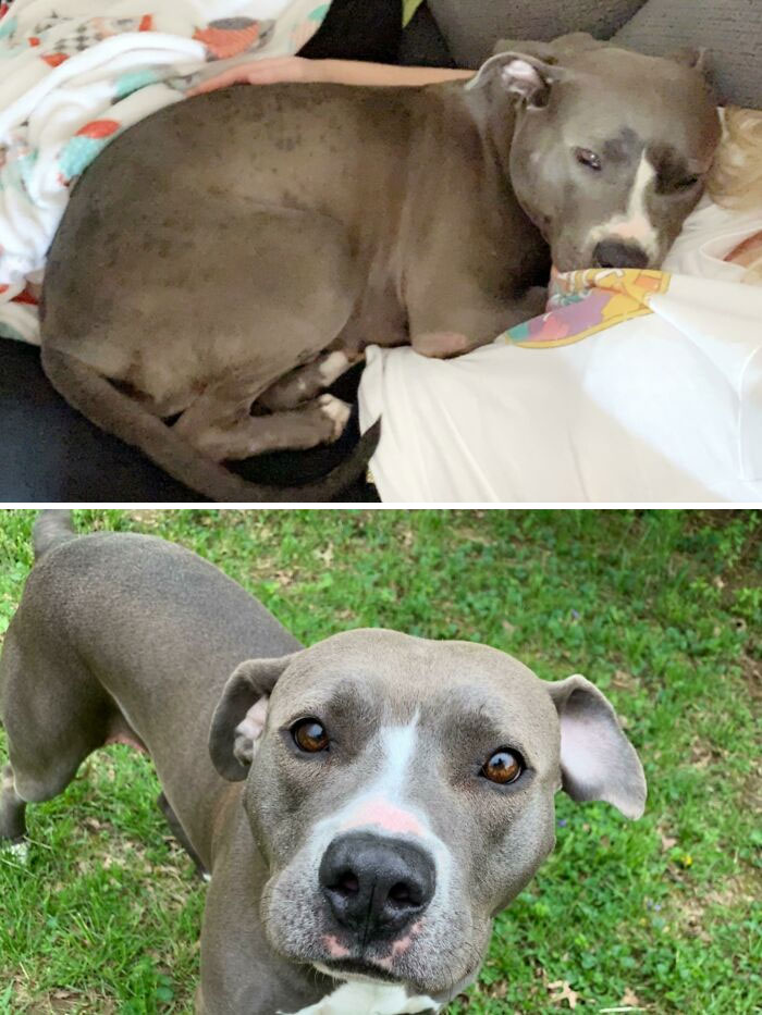 First Day, And Then 6 Months Later. Her Dry Spots Are Gone, The Calluses On Her Elbows And Knees Have Disappeared, And She Glows