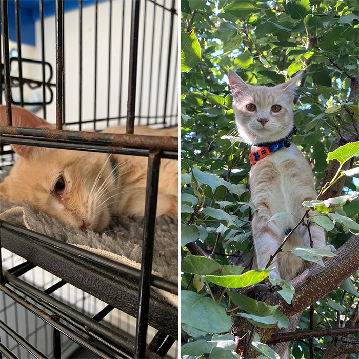 Took A Chance, And Decided To Rehabilitate This Boy Instead Of Letting Him Be Put Down. One Of The Best Decisions Of My Life