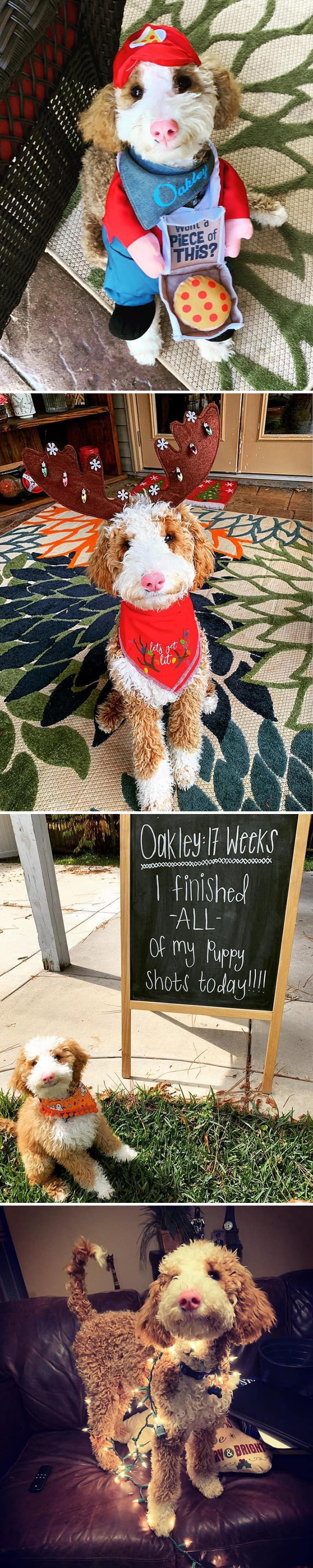 This Is Oakley. He’s Not A Stuffed Animal Even Though He Looks Like One