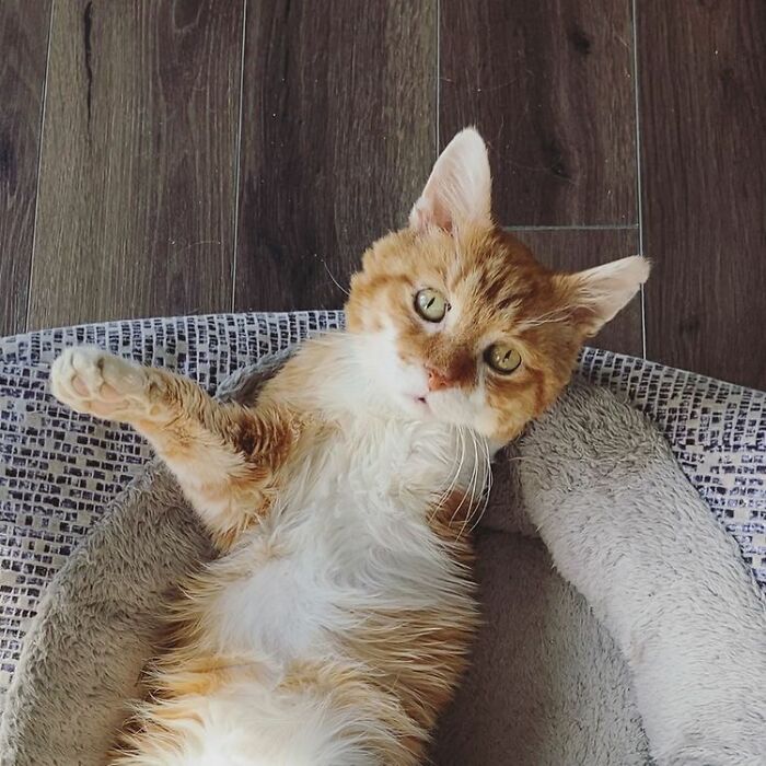 3-Legged Cat Goes Back To The House Where He Once Discovered Kindness And Finds A Family Of His Dreams 3-Legged Cat Goes Back To The House Where He Once Discovered Kindness And Finds A Family Of His Dreams