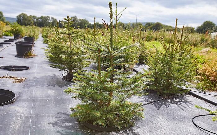 London&rsquo;s Christmas Tree Rental Provides A Solution That Solves The Real VS. Artificial Tree Debate