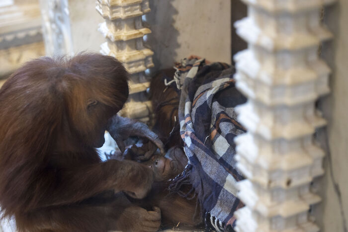 The Family Of Orangutans That Went Viral For Making Friends With Otters Now Celebrates The Birth Of Their &ldquo;Oranguson&rdquo;