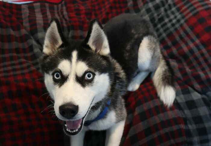 Dog Was Left Tied To A Fence All Alone For 5 Days Because His Owners Left Him When They Moved House