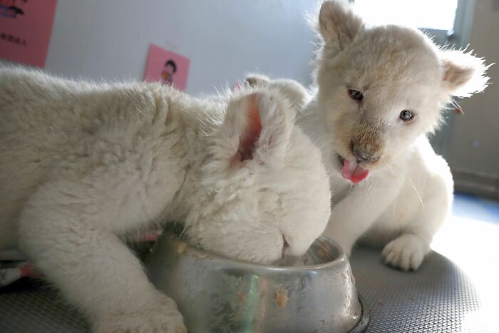 Extremely Rare White Lion Quadruplets Prepare To Meet Public For The First Time After Being Born Extremely Rare White Lion Quadruplets Prepare To Meet Public For The First Time After Being Born