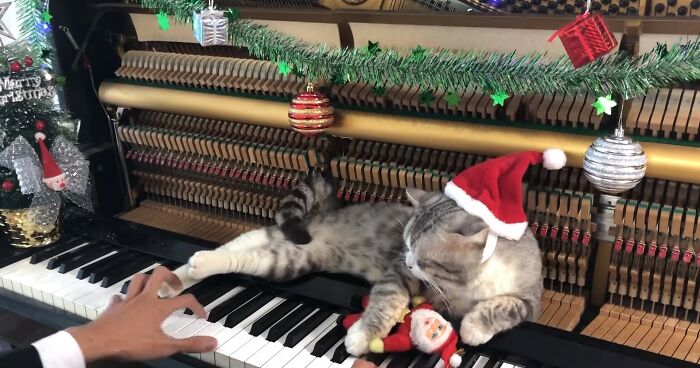 People Are Loving This Video Of A Cat Getting A "Piano Hammer Massage" While His Owner Plays Christmas Songs People Are Loving This Video Of A Cat Getting A "Piano Hammer Massage" While His Owner Plays Christmas Songs