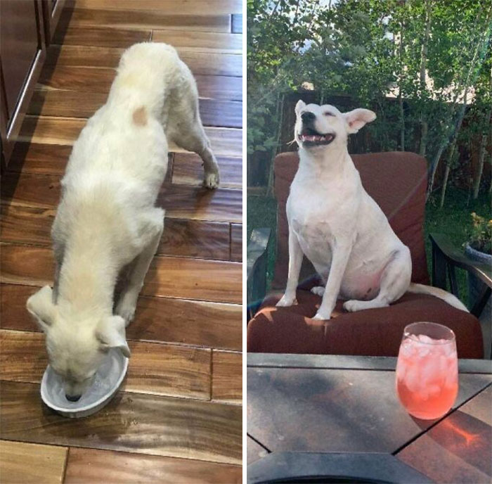 Found This Beautiful Girl Tied Up On The Highway. Vet Said If She Wasn’t Taken In She Would’ve Probably Died That Night. Took Her Months Before She Would Even Be In The Same Room With Anybody And Now She Spends All Her Time With Her Favorite People And Her Four Animal Siblings. I Love Her So Much