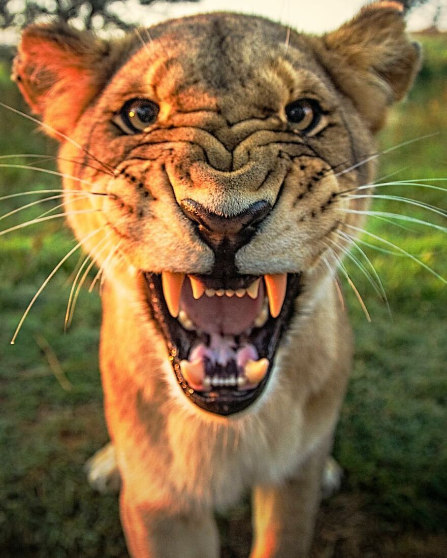 Wildlife-Photography-Lions-Simon-Needham