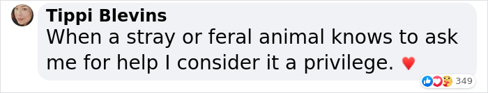 Sick And Cold Stray Cat Knocks On Woman's Window Asking To Be Let In Sick And Cold Stray Cat Knocks On Woman's Window Asking To Be Let In
