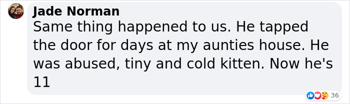 Sick And Cold Stray Cat Knocks On Woman's Window Asking To Be Let In