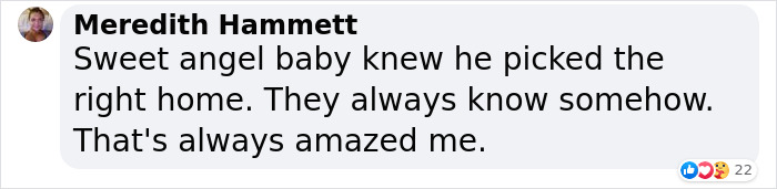 Sick And Cold Stray Cat Knocks On Woman's Window Asking To Be Let In Sick And Cold Stray Cat Knocks On Woman's Window Asking To Be Let In