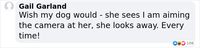 Dog Shamelessly Photobombs Every Single Family Christmas Pic, Ends Up Creating The Perfect Christmas Card Dog Shamelessly Photobombs Every Single Family Christmas Pic, Ends Up Creating The Perfect Christmas Card