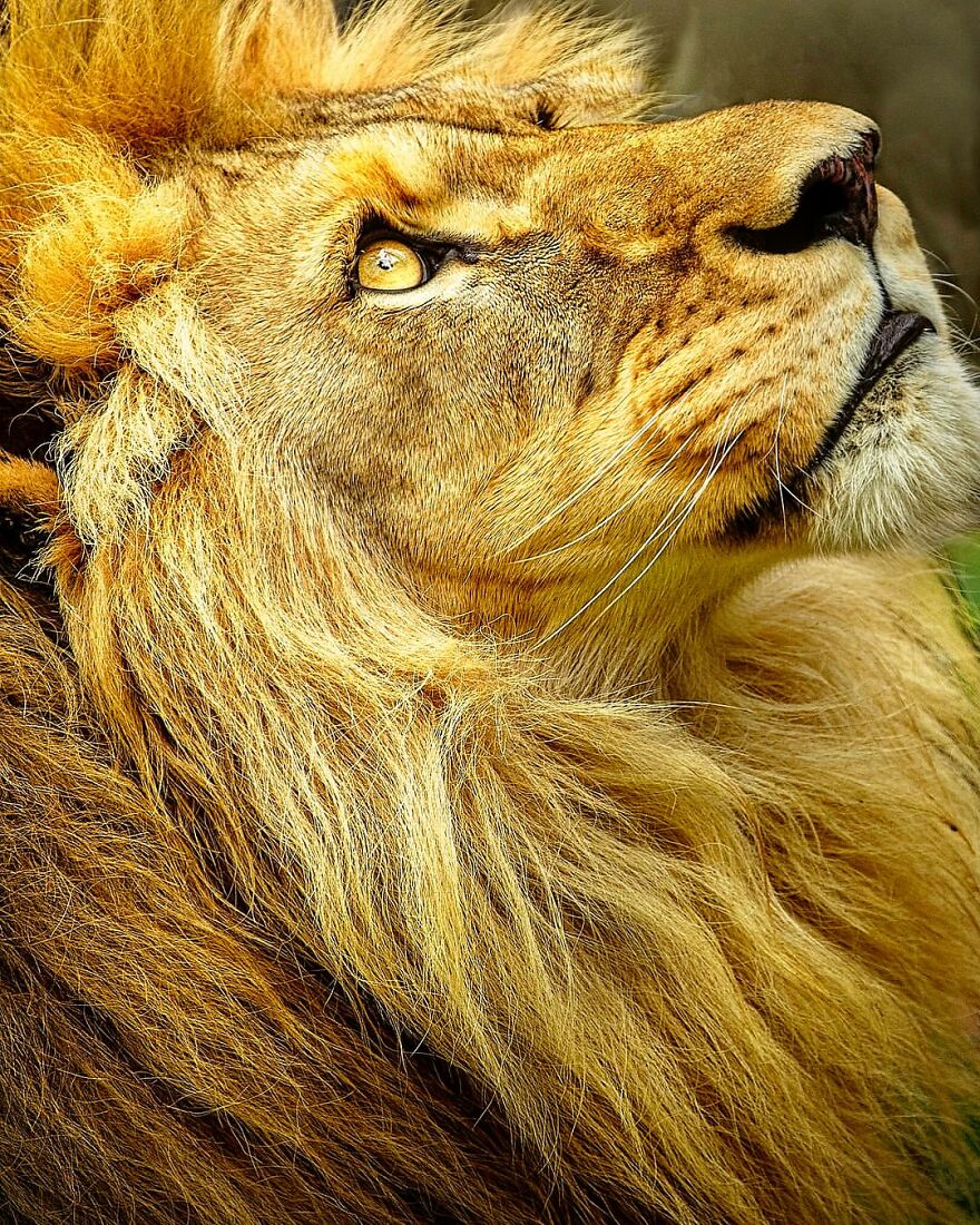 Wildlife-Photography-Lions-Simon-Needham