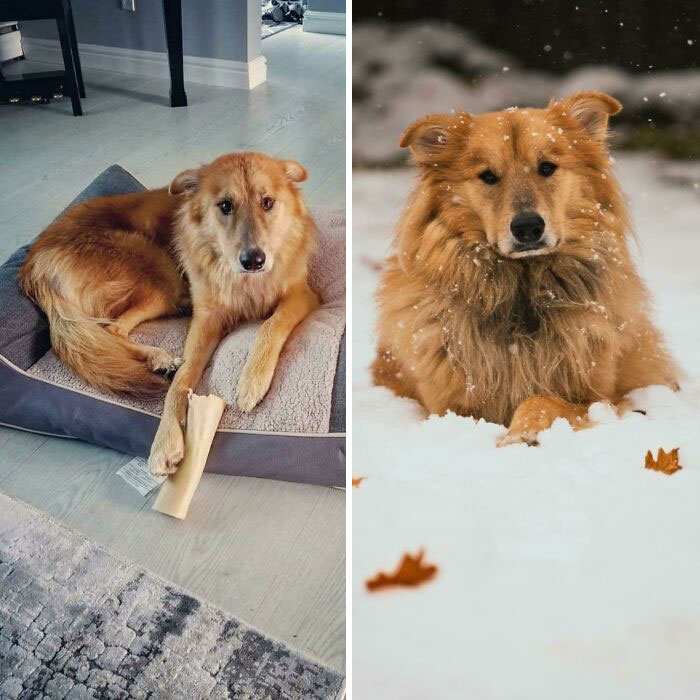 Two Years After Adoption And Still Getting Floofier By The Day