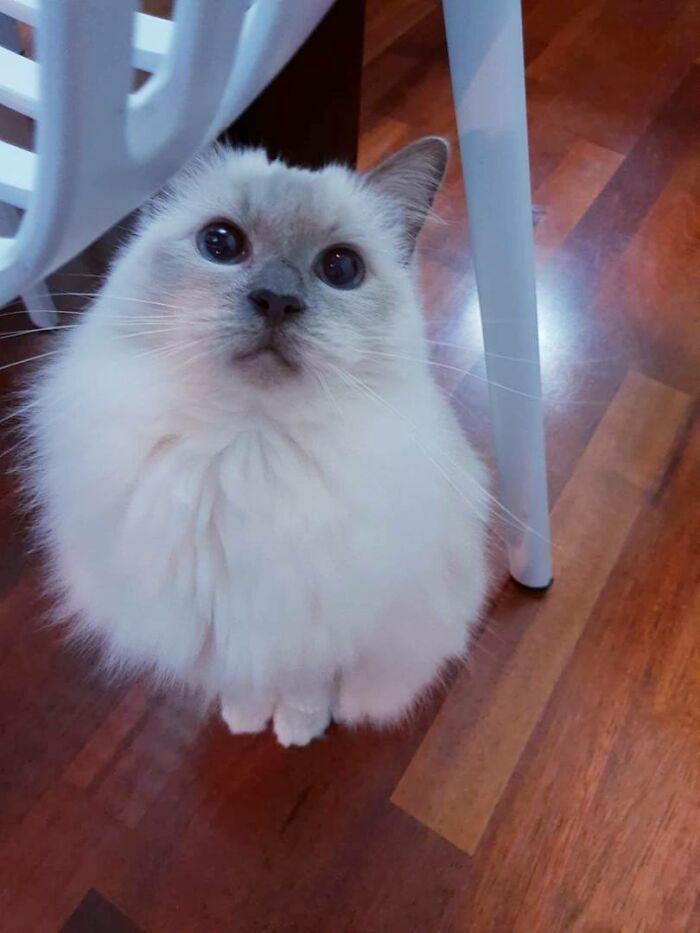 My Big Ball Of Floof...layla