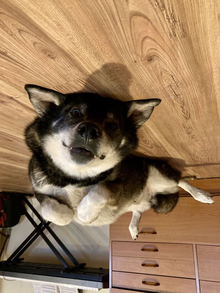 Goofy Face? Check! Looking Like A Plane? Check! And An Added Bonus Of Teefies By Buddy