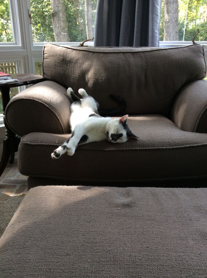 Meet My Cat, Seymour!