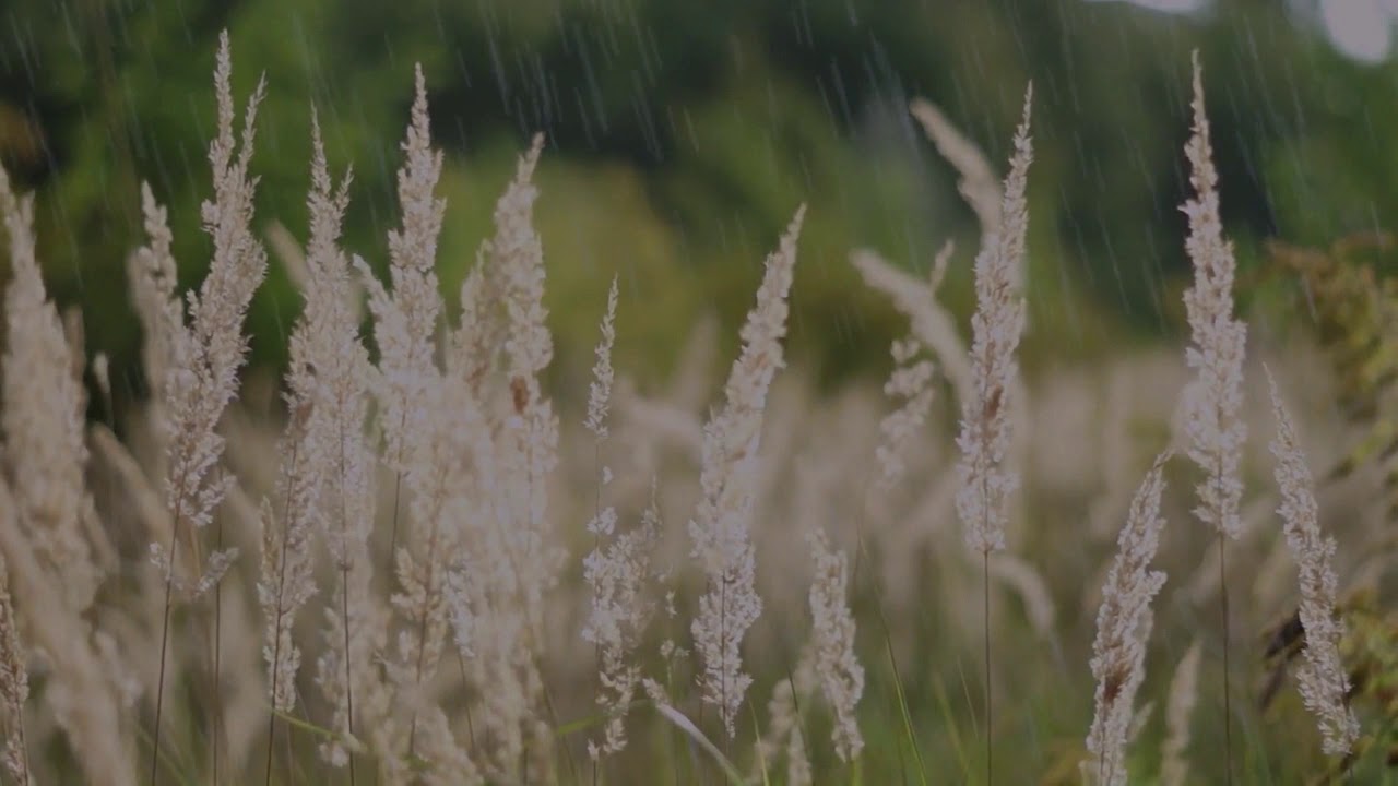 I Made This Video Of Sounds Of Rain And Birds To Help You To Sleep