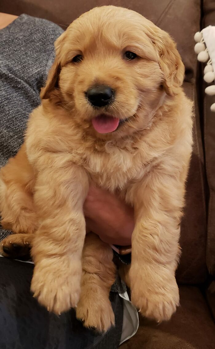 This Is Henry. He Isn't Officially Our Henry (For A Few More Weeks), But This Sweet Face!!!