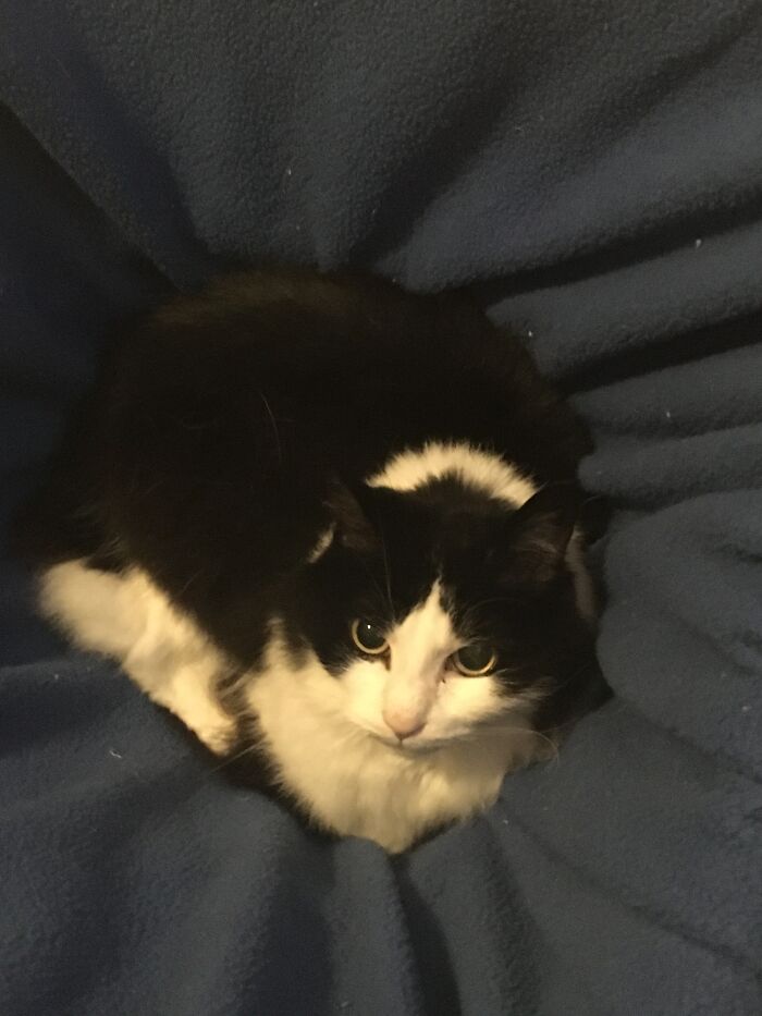 Nelly The Norwegian Forest Cat