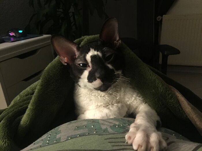 Willy Taking Cuddling-Time