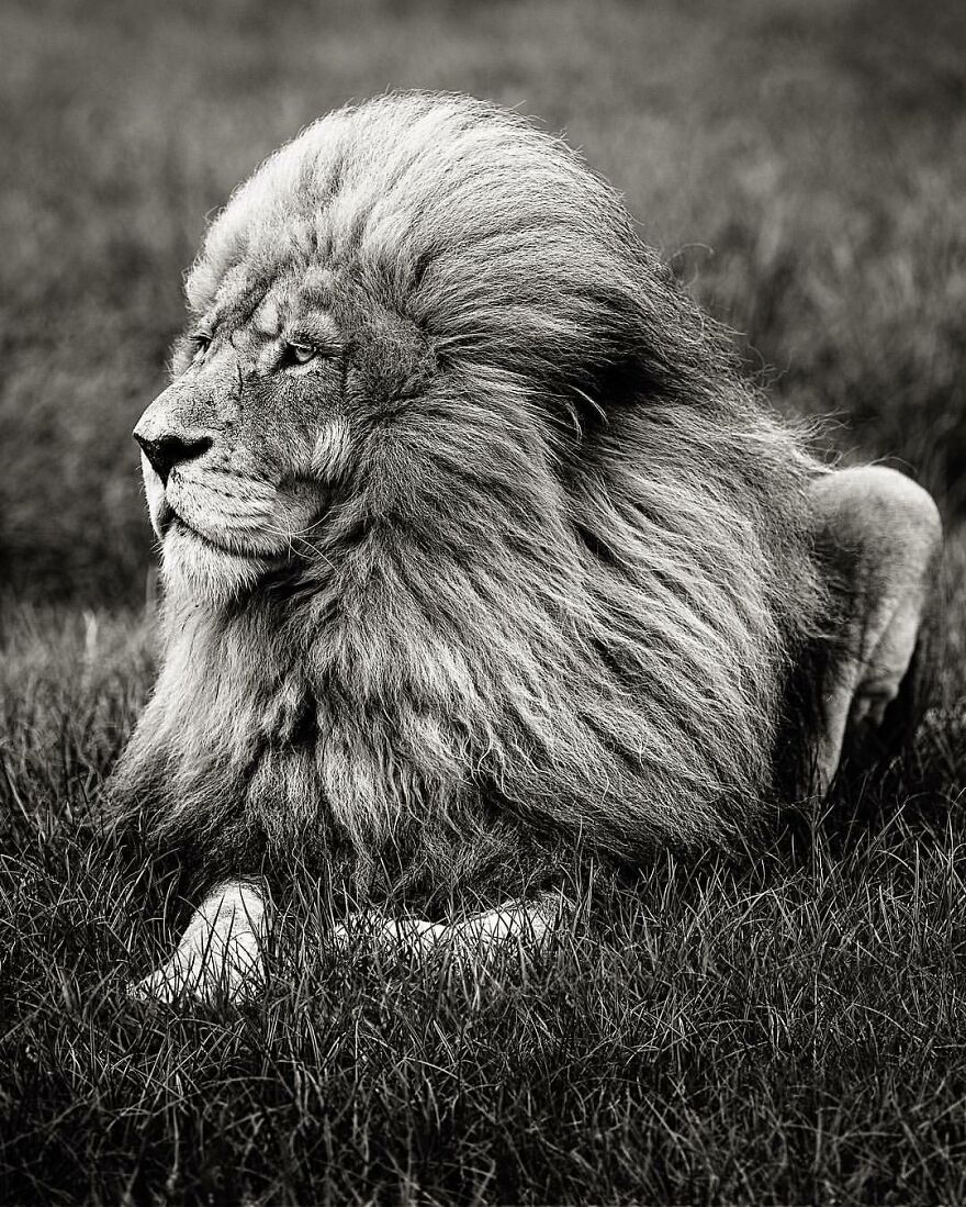 Wildlife-Photography-Lions-Simon-Needham