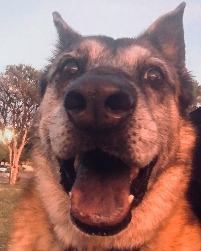 Goofy, Fun Loving, Giant Teddy Bear I Rescued 3 1/2 Years Ago