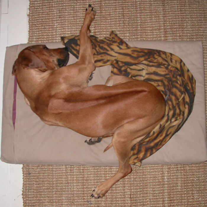 Flexible Ridgeback Lara