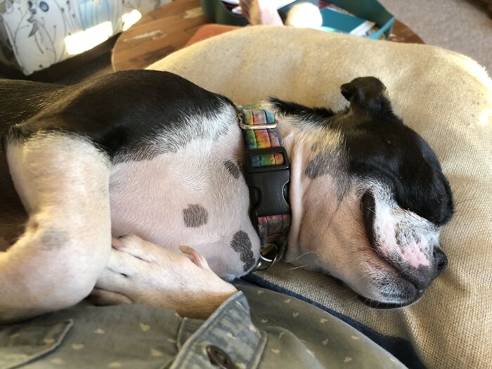 Luna ... Asleep ... On My Lap ... With A Pillow For Her Head❣️