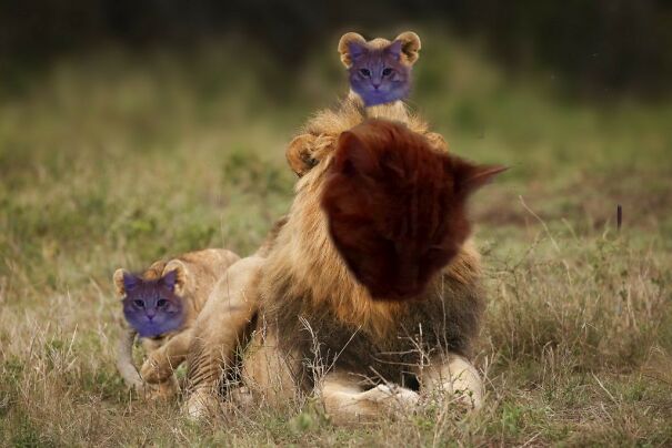Here's One Where I Photoshopped 2 Of My Cats Into Lions (Lion: Juinor. Cubs: Bud)