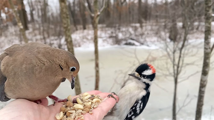 Photographer Records Fun Videos Of Birds Eating From Her Palm In Slow Motion