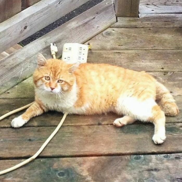 3-Legged Cat Goes Back To The House Where He Once Discovered Kindness And Finds A Family Of His Dreams 3-Legged Cat Goes Back To The House Where He Once Discovered Kindness And Finds A Family Of His Dreams