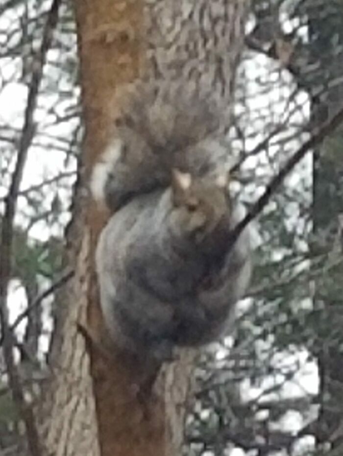 We're Gonna Need A Bigger Twig