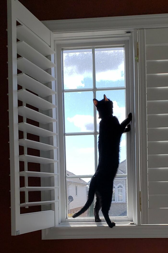 Nosey-Neighbors-Pets-Photos