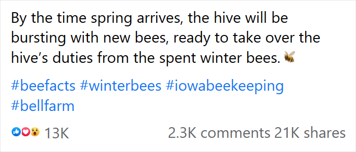 Beekeeper Shares What Bees Do To Stay Warm During Winter Because They Don't Hibernate