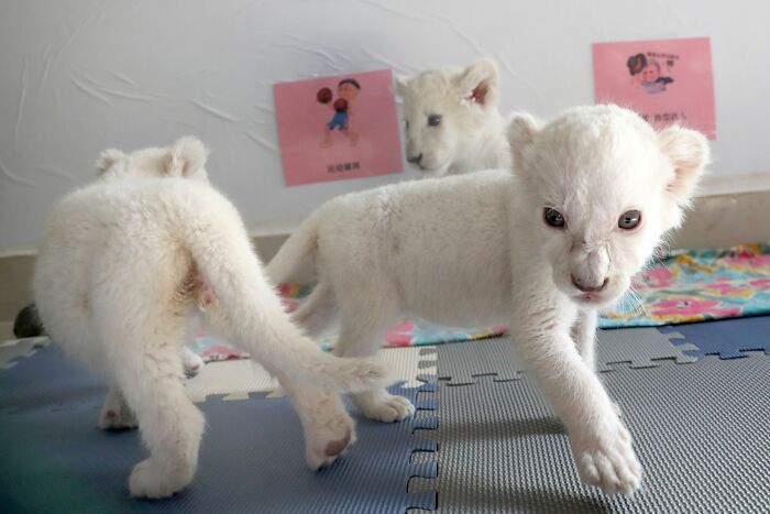 Extremely Rare White Lion Quadruplets Prepare To Meet Public For The First Time After Being Born Extremely Rare White Lion Quadruplets Prepare To Meet Public For The First Time After Being Born