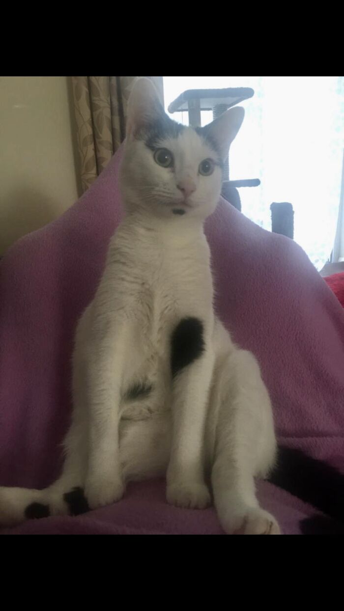 This Is Lucky 😍 He Likes To Sit And Quietly Watch The Chaos