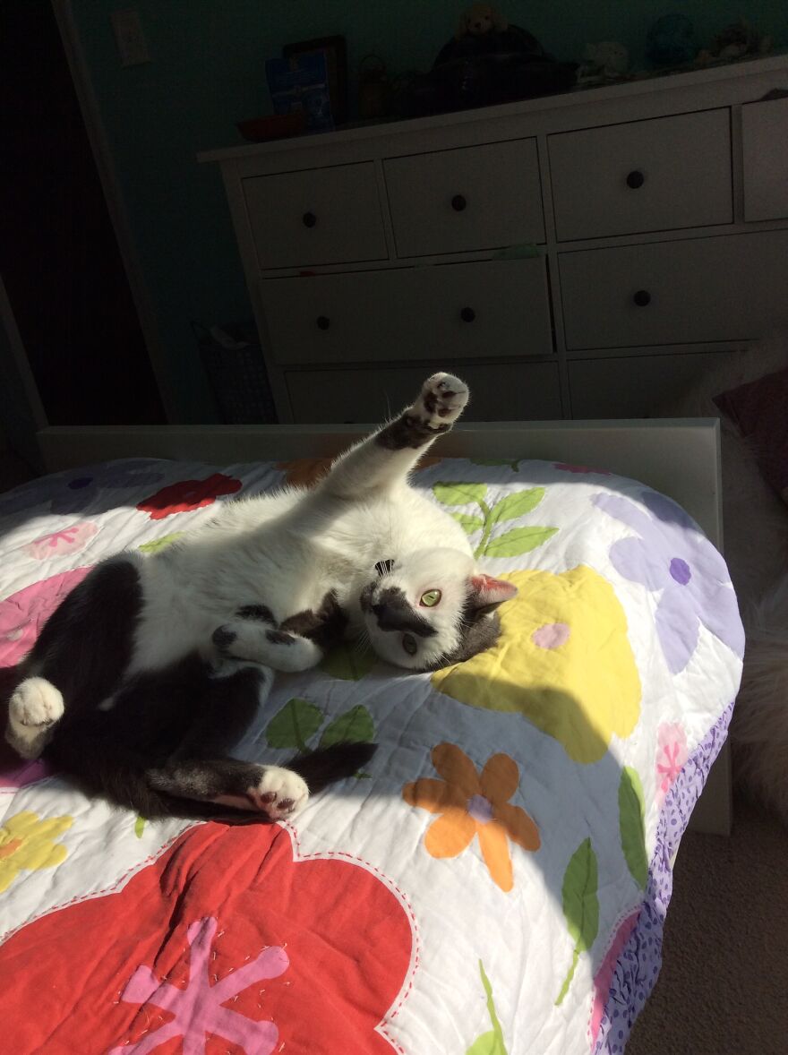 Meet My Cat, Seymour!