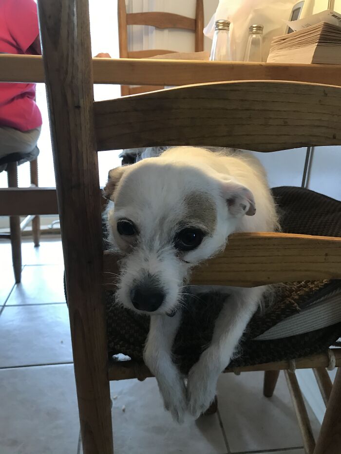 Picked Her Up From My Parents While We Went Away For A Few Days. She Didn’t Want To Leave