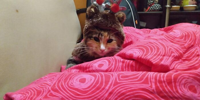 This Is My Friend's Cat. I Gave Her The Outfit. She Took The Pic. Need I Say More...