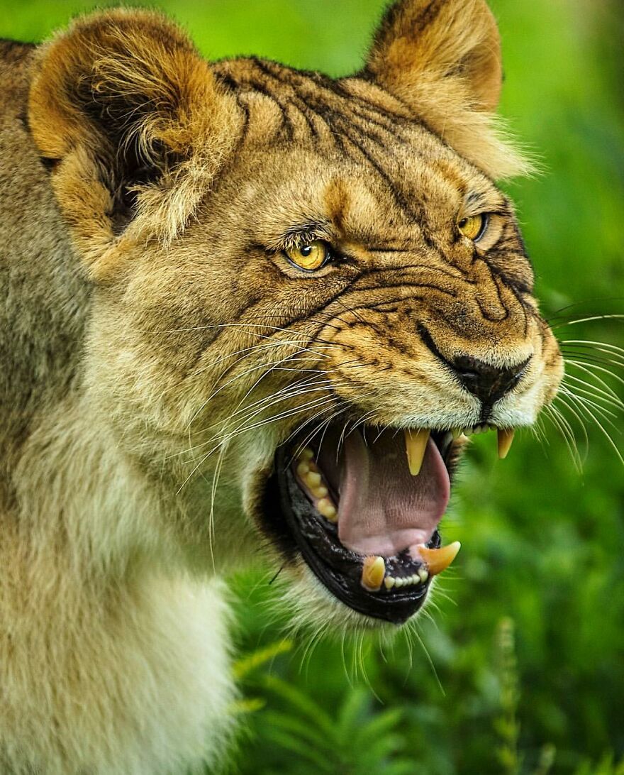 Wildlife-Photography-Lions-Simon-Needham