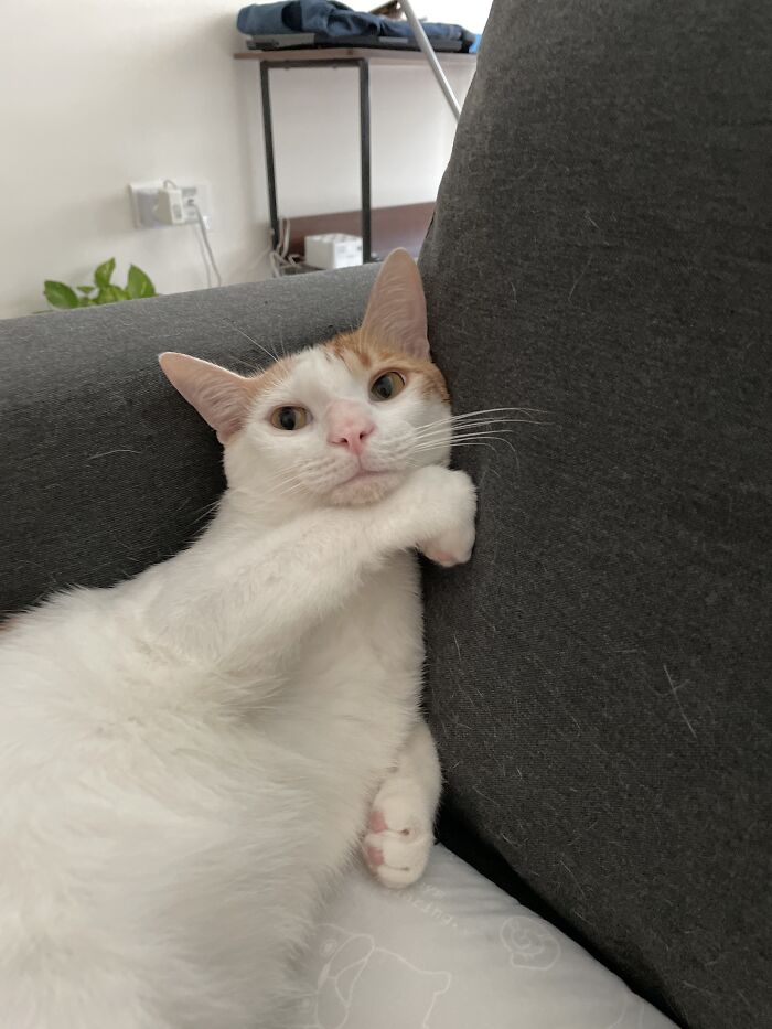 Please Meet My Cat Canberra