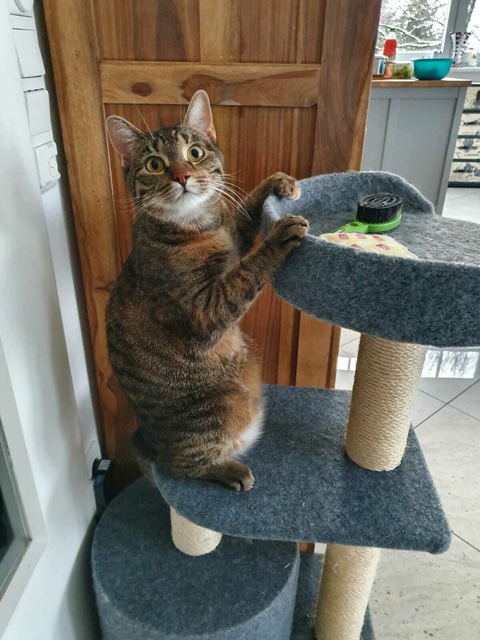 Adorable, Cheeky Freya - Sister Of Merlin