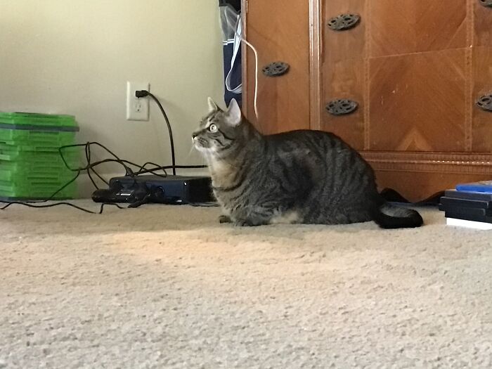 My Fat Cat Staring Into The Distance. “Woaaaaa, That Wall Is Soo Cool” He Says