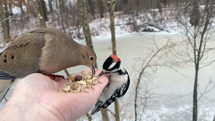 Photographer Records Fun Videos Of Birds Eating From Her Palm In Slow Motion