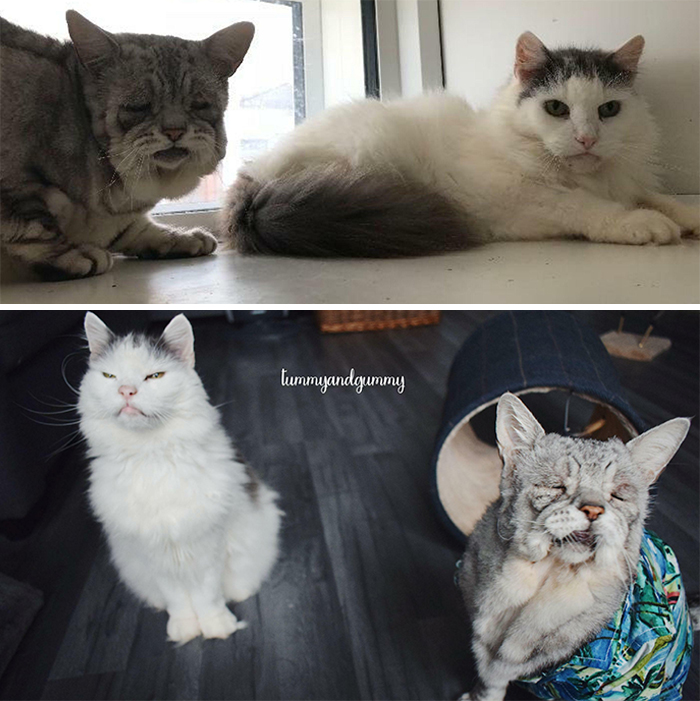 Toby And Quinton Were Rescued Together And Adopted As A Bonded Pair. Toby Has Ehlers Danlos Syndrome And Quinton Was Toothless. They Became Brave And Happy . Quinton Passed Away Recently, I'm So Glad We Had Him For The Time We Did And He Passed Knowing We Would Keep His Best Friend Safe