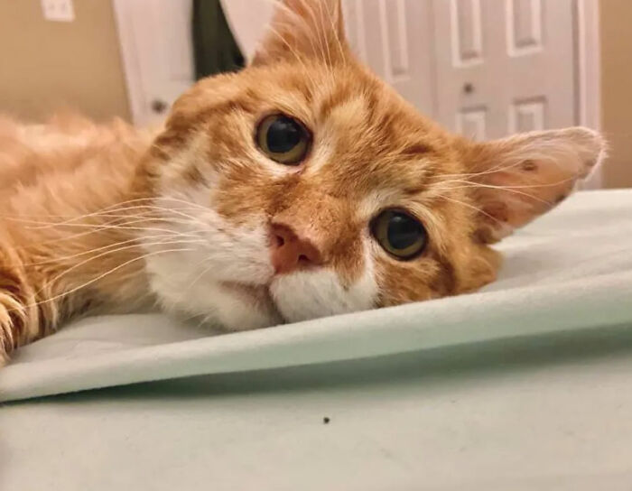 3-Legged Cat Goes Back To The House Where He Once Discovered Kindness And Finds A Family Of His Dreams 3-Legged Cat Goes Back To The House Where He Once Discovered Kindness And Finds A Family Of His Dreams